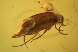 Detailed Fossil Beetle (Coleoptera) In Baltic Amber #105435-2